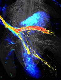 Steuerung des Wachstums von Nervenzellen. Im Vordergrund des Bildes teilt sich der von links kommende Hinterbeinnerv. Der obere Teil, der den Beugermuskel innerviert, enthält große Mengen des Ret-Rezeptors (rot gefärbt). Der untere Teil, der den Streckermuskel steuert, bildet dagegen wenig Ret-Rezeptor (gelb gefärbt). Der Nervenast mit der hohen Ret-Konzentration wird zu dem Bereich mit viel Signalfaktor GDNF (hell blau gefärbt) abgelenkt und wächst durch diesen Bereich hindurch. Im Hintergrund ist ein Mausembryo abgebildet, bei dem alle Nervenbahnen angefärbt sind (grau) - mit den Nerven der beiden Hinterbeine rechts und links von der Bildmitte.

Bild: Max-Planck-Institut für Neurobiologie
